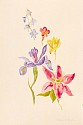 Barbara Novak, Iris, Lily, Alstromeria and Delphinium
watercolor