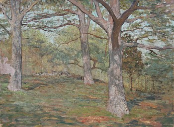 Allen Talcott focuses primarily on the trunks of three majestic oak trees in a wood.