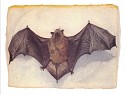Jan Cummings Good, Little Brown Bat
1989, Offset lithographic print, open edition