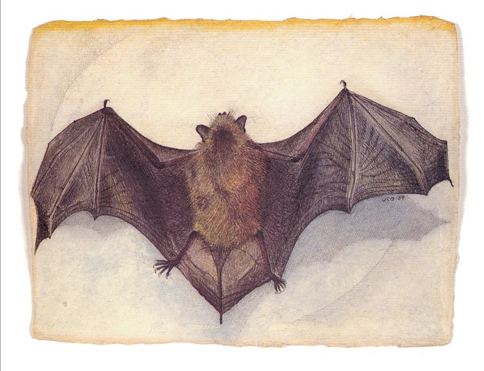Jan Cummings Good, Little Brown Bat, 1989
Offset lithographic print, open edition, 8" x 10"
JG 12.15 OLP
$45
