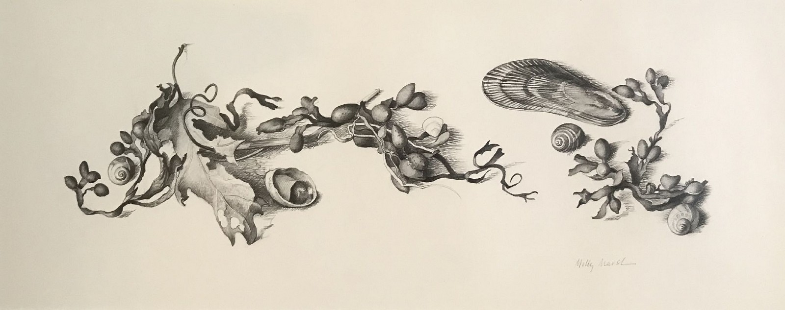 Molly Marsh, Oakleaves, Scallop and Other Shells
Sea Series #43
pencil on paper, 6 1/4" x 15 1/2" ss
signed, Molly Marsh, lower left
JCA 5729
$650