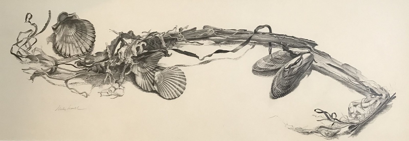 Molly Marsh, Scallops, Mussels
Sea Series  #73
pencil on paper, 8" x 21 3/4" ss
signed, Molly Marsh, lower left
JCA 5728
$750