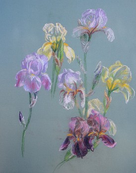 Dorothy Ochtman - Irises(#86)