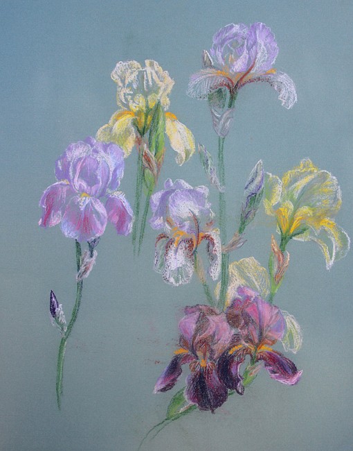 Dorothy Ochtman, Irises
(#86)
pastel on paper, 24" x 20"
unsigned
ERev 1015.12