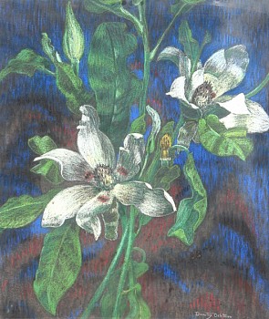 Dorothy Ochtman - White Lilies