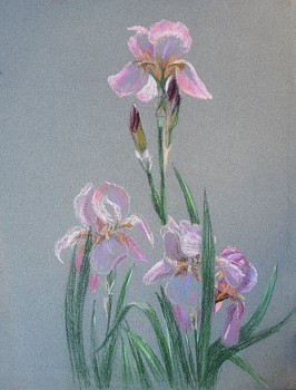 Dorothy Ochtman - Pink Irises(#87)