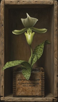 still life: Sean Beavers