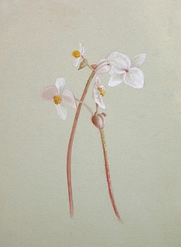 Fidelia Bridges - Begonia Blossoms