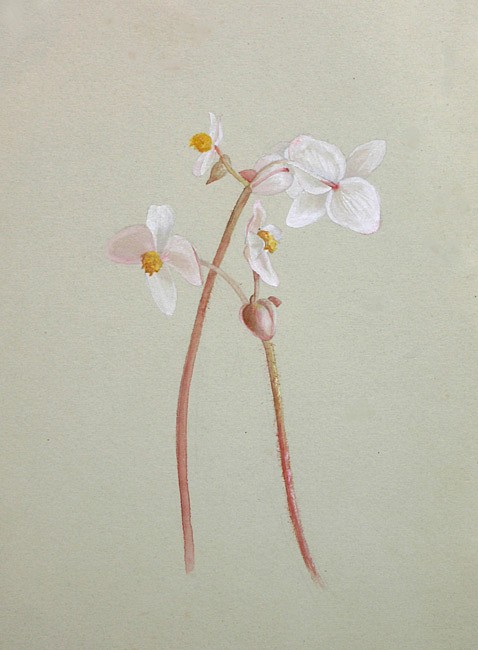 Fidelia Bridges, Begonia Blossoms
watercolor and gouache on paper, 11 1/2"" x 8 1/2""
JWC 04/02.09
$1,500
