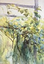 Anna Mariah Brown, Grapevines on an Arbor
watercolor on paper