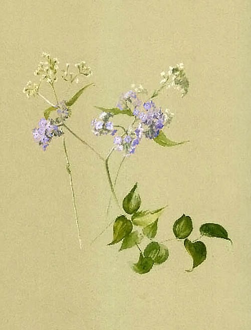Fidelia Bridges, Lilacs
watercolor and gouache on paper, 10"" x 8""
JWC 04/02.06
$1,500