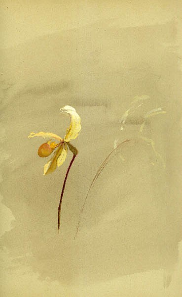 Fidelia Bridges, Orchid
watercolor and gouache on paper, 11"" x 9""
JWC 04/02.08
$1,500