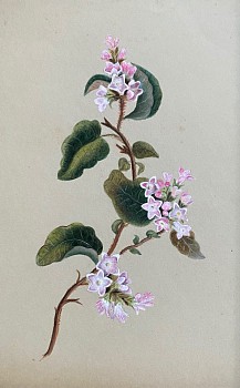 American School - Flowering Vine