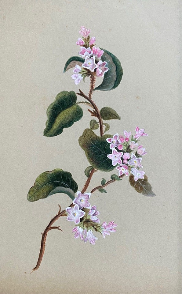 American School, Flowering Vine
watercolor and gouache on paper, 8 1/2"" x 5 1/4""
JCA 6551.08
$450