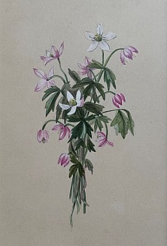 American School - Sprig of Spring