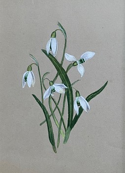 American School - Snow Drops