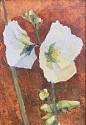 Achsah O'Donovan, Hollyhock
oil on board