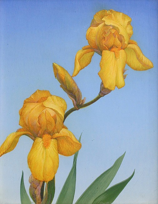 Michael Bergt, Yellow Iris
egg tempera, 10"" x 8""
signed lower center
JCA 5414
$2,500