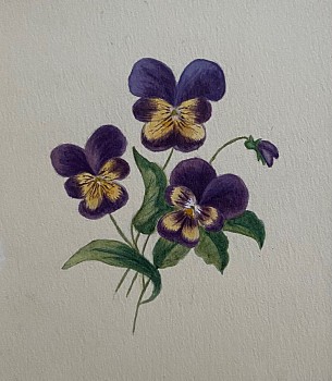 Work: American School Johnny Jump Ups