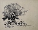 Bertram G. Bruestle, Hillside Oak
pen and black ink on paper