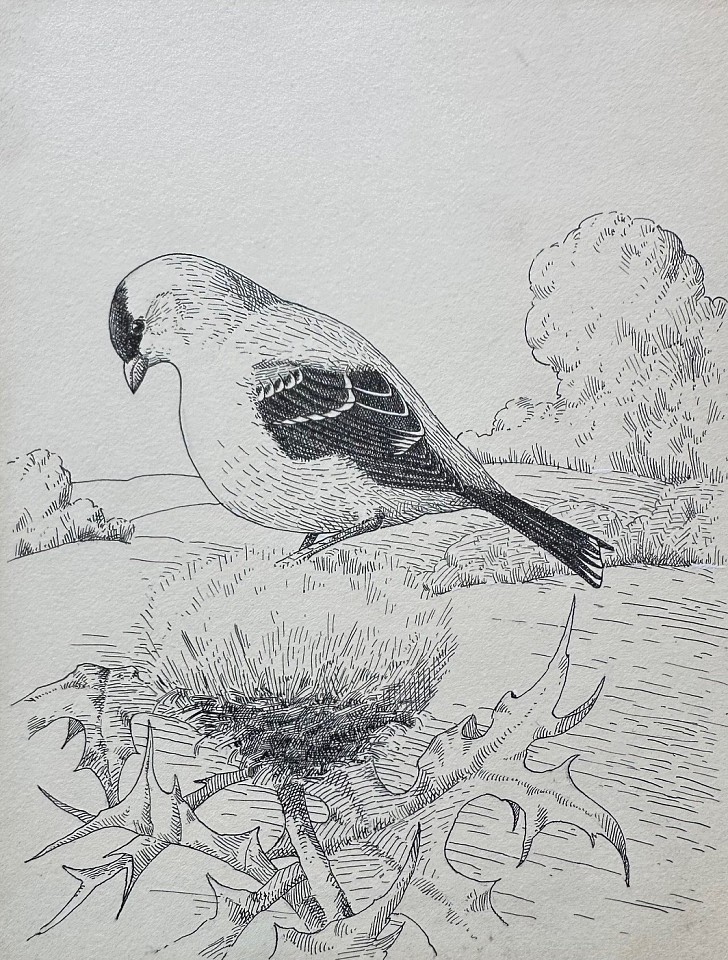 Bertram G. Bruestle, Goldfinch on a Thistle
ink on paper, 7"" x 5 1/2""
JCA 6974.14
$500