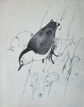 prints/drawings: Bertram G. Bruestle White Breasted Nuthatch