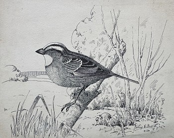 prints/drawings: Bertram G. Bruestle White Throated Sparrow