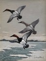 Roland Clark, Canvasbacks in Winter
oil on celluloid