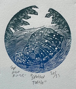 prints/drawings: Samuel Swap Spotted Turtle
