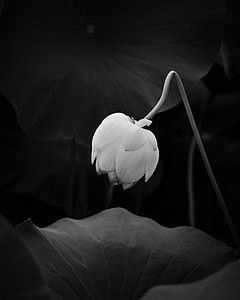 David Hendley, White Lotus Volume II, Image IV
photo on rag paper, 10"" x 8""
DH1125.01
$800