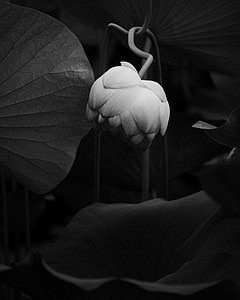 David Hendley, White Lotus Volume II, Image XIII
photo on rag paper, 10"" x 8""
DH1125.03
$800