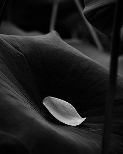 David Hendley -&nbsp;White Lotus Volume II, Image XIV