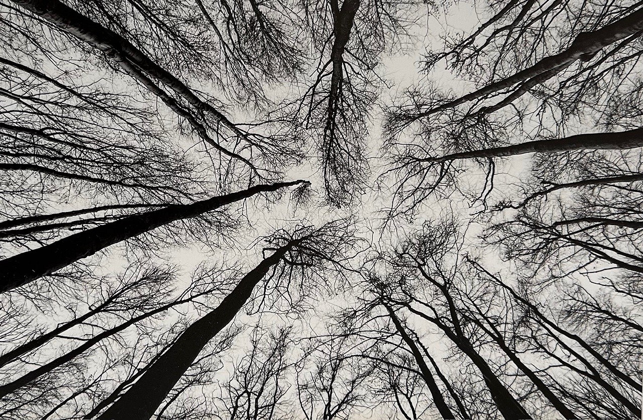 David Hendley, Reaching
photo on rag paper
DH1125.06
$700