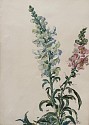 Matilda Browne, Snap Dragons I
watercolor on paper