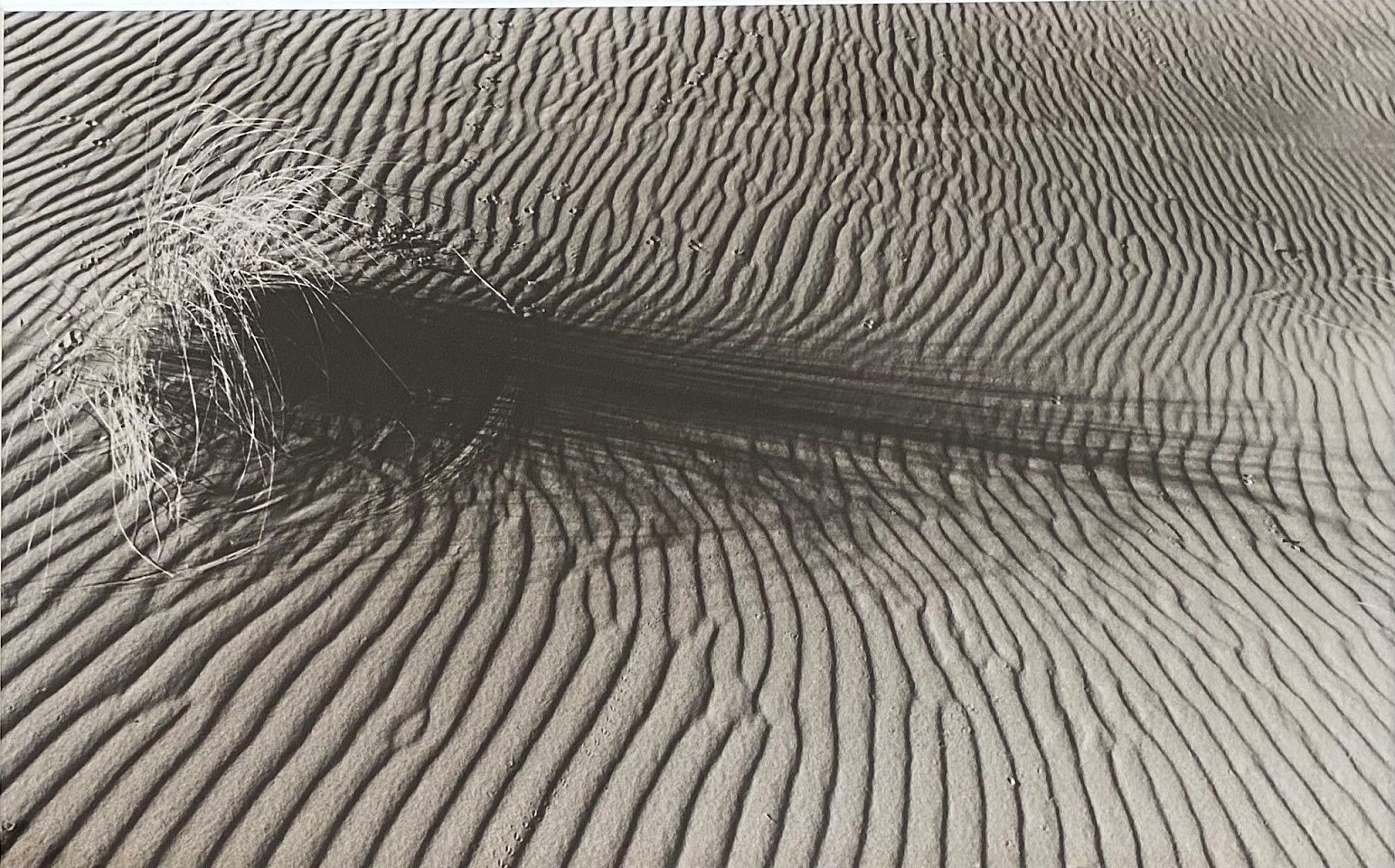 Peter Harron, Grass Drawings
gelatin silver print, 12"" x 18 1/2"" image
JWC 0323.01
$1,500