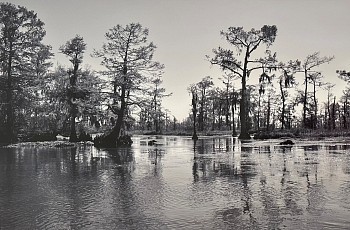 Work:&nbsp;Morning in the Bayou