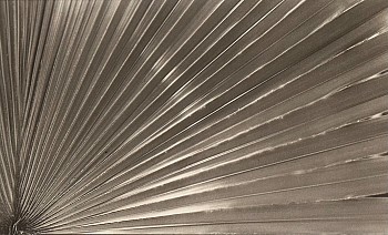 Peter Harron -&nbsp;Palm