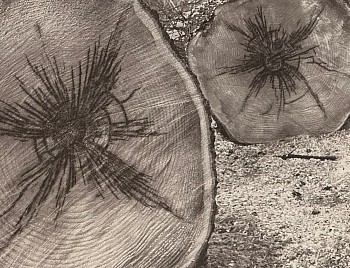 Peter Harron -&nbsp;Pine Cut Essex