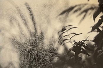 Peter Harron -&nbsp;Spider Web