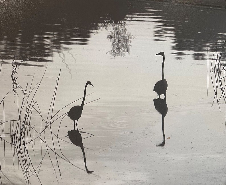 Current Exhibition: Peter Harron, Looking at Life Oct  1 - Nov  8, 2026