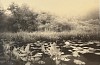 harron waterlilies