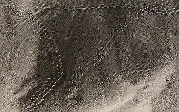 Work:&nbsp;Beetle Tracks