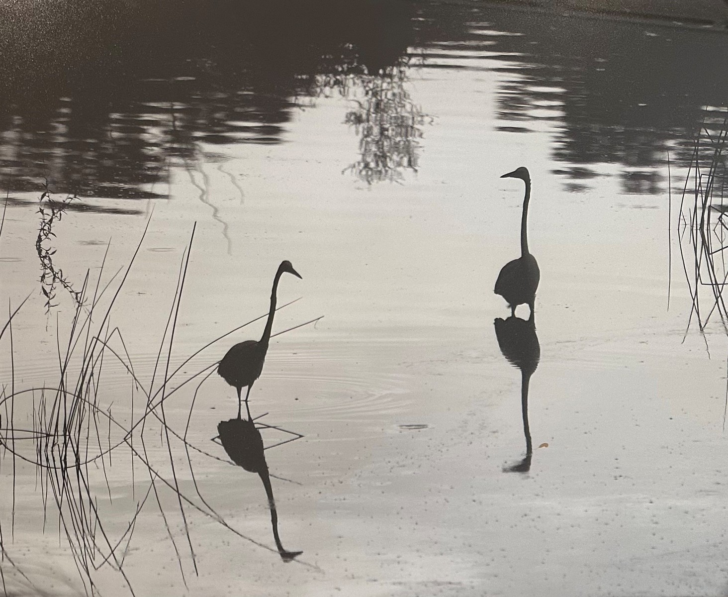 Peter Harron Looking at Life 10/1-11/8